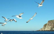 Seagulls Gamrie Bay